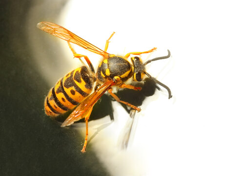 The Wasp - Vespula Germanica. A wasp’s stinger contains venom that’s transmitted to humans during a sting. Can cause significant pain, irritation and dangerous allergic reaction. 