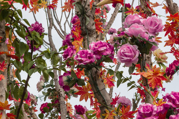 Flower blooming on the tree