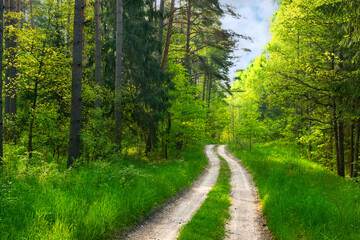 Forest path among green wood. Masuria, Poland.