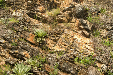 Naklejka na ściany i meble Mountain sedimentary rock covered with vegetation closeup as natural background