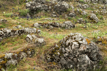 Fototapeta na wymiar Green high mountain meadow with rocks closeup as natural background