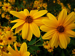 Yellow FLowers