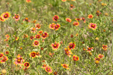 fieldofwildflowers