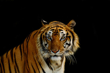 Sight of tiger.
