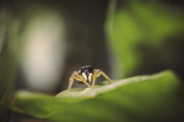 Jumping spider macro 