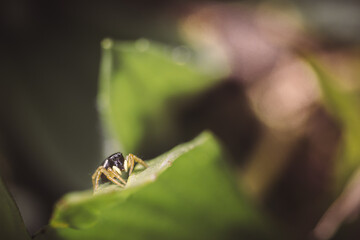 jumping spider macro warm