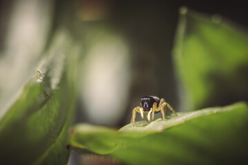 jumping spider black yellow