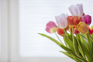 Tulips at home