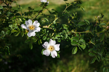 White Rose hip flower on the green background