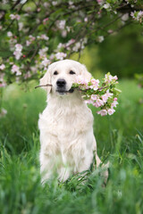 adorable golden retriever dog holding flowers in her mouth