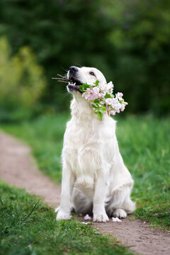golden retriever dog holding flowers in her mouth