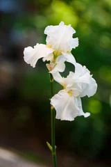 Fotobehang White iris flower close up photo © Maksim Kostenko