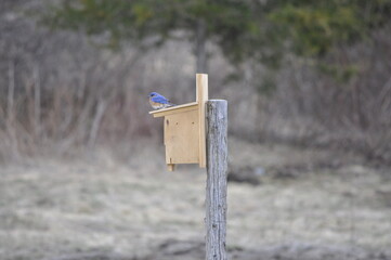 Bluebird