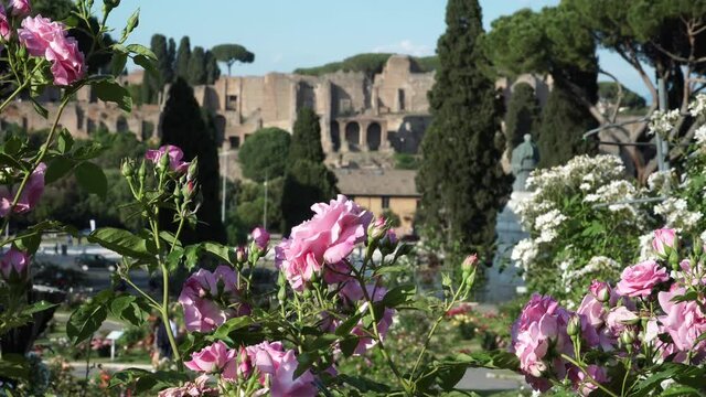 The municipal Rose Garden is a public garden