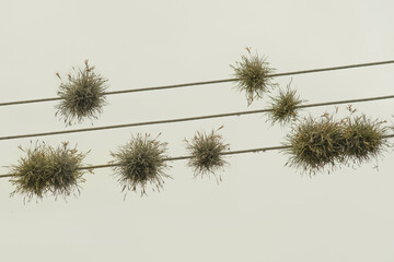 Sky Plants on Power Transmition Lines