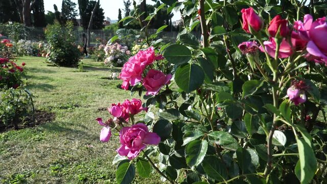 The municipal Rose Garden is a public garden