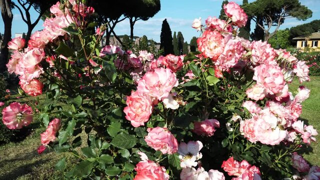 The municipal Rose Garden is a public garden
