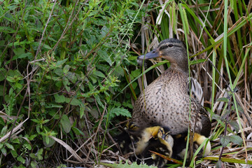 Female mallard duck and her ducklings in the nest