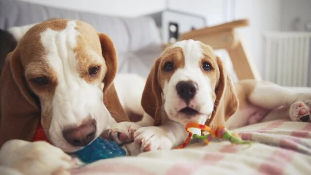 Close up footage of two beagle puppies lying on sofa playing biting toys in slowmotion