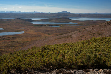 Many small lakes and taiga dead. The view from the top. Yakutia, Oymyakon highlands.