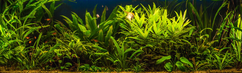 A green beautiful planted tropical freshwater aquarium with fishes