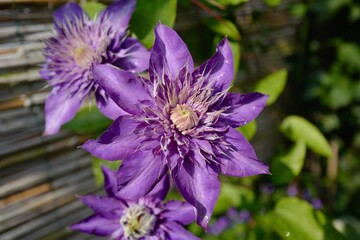Clematis 'Multi-blue' - Waldrebe