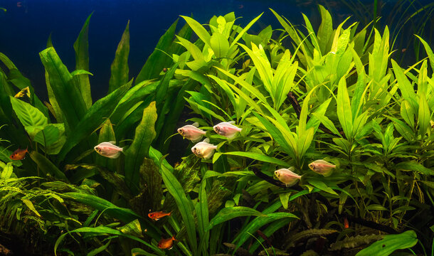 A green beautiful planted tropical freshwater aquarium with fishes