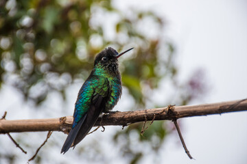 hummingbird landed in a branch in Costa Rica