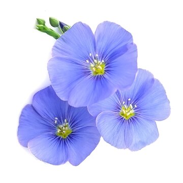 Fototapeta Flax blue flowers .