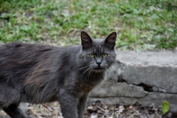 Naklejka na ściany i meble Gray cat with kind eyes