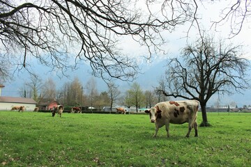 유럽 스위스의 농장 경관 들판 같은 목초지 에서 풀을 뜯는 암소