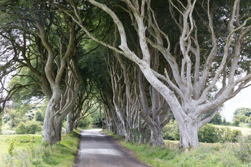 Magical forest, Northern Ireland