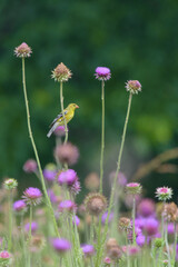 Goldfinch_thistle