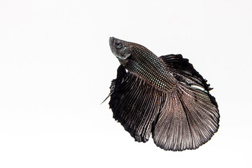 The Siamese Fighting Fish, Betta Fish