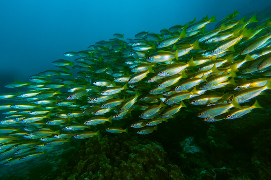 School of Yellowstripe scad (Selaroides leptolepis)