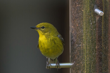 Warbler_feeder