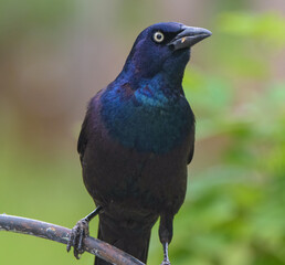 Grackle