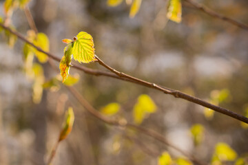 Young Beaked Hazelnut in Spring