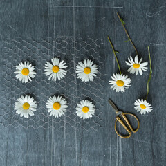 Daisies, chicken wire and scissors on a blackboard
