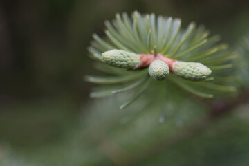 Closeup of White Spruce