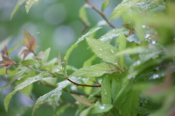 raindrops on leaves