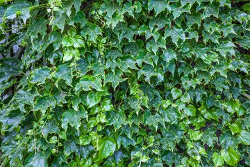 Abstract composition of a wall with lianas