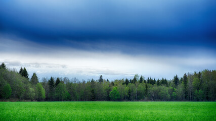 A field strewn with grass and forest. Summer landscape