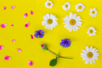 Fototapeta premium Flowers daisies, cornflowers and rose bud on a yellow background. Background for a card