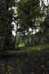 Rain in a spring birch grove