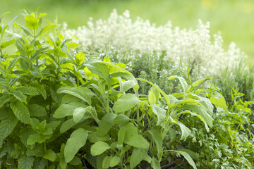 herbs in a garden