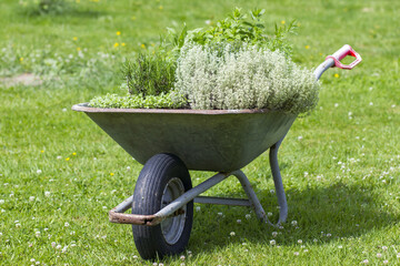wheelbarrow with herbs