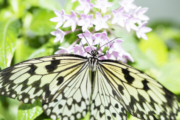 Closed up Butterfly on flower