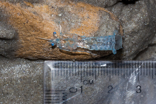 รูปภาพZoea เลือกดูภาพถ่ายสต็อก เวกเตอร์ และวิดีโอ298 Adobe Stock