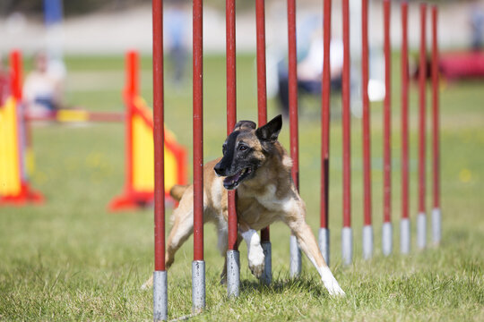 Dog is doing the slalom obstacle in dog agility race. Outdoor track on a sunny day.